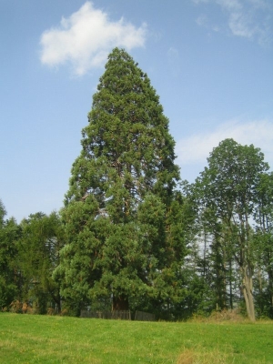 Sequoia in Romania